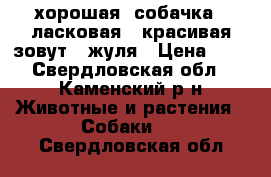 хорошая, собачка,  ласковая   красивая зовут   жуля › Цена ­ 1 - Свердловская обл., Каменский р-н Животные и растения » Собаки   . Свердловская обл.